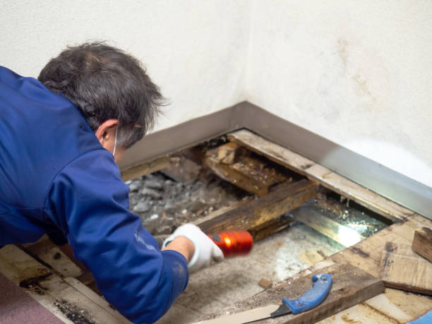 Best Emergency Mold Removal  in Tremont, PA