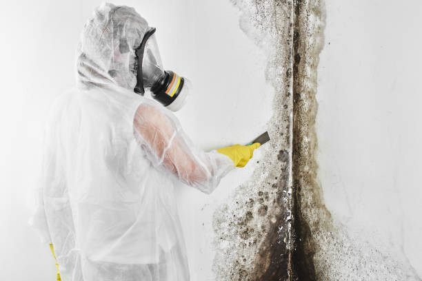Best Black Mold Removal  in Tremont, PA