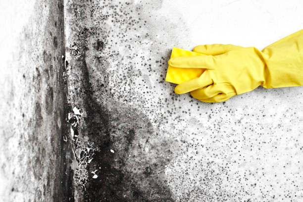 Best Mold Removal and Inspection  in Tremont, PA