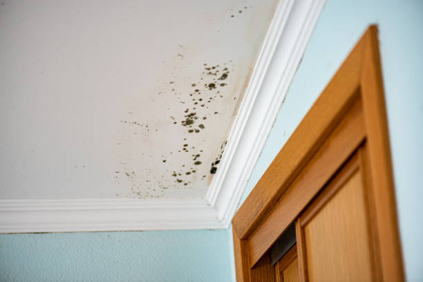 Best Mold Cleaning Services  in Tremont, PA