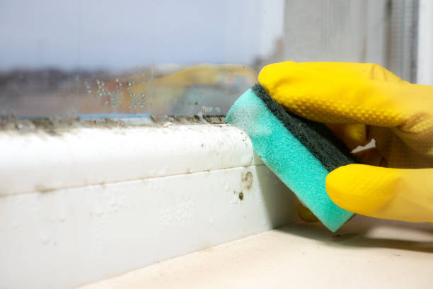 Best Mold Inspection  in Tremont, PA