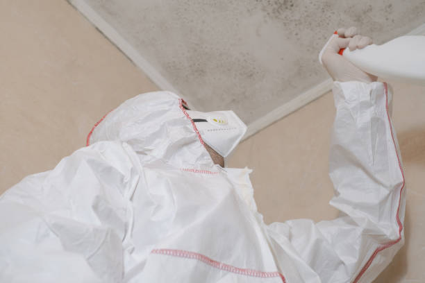 Trusted Tremont, PA Mold Removal Experts