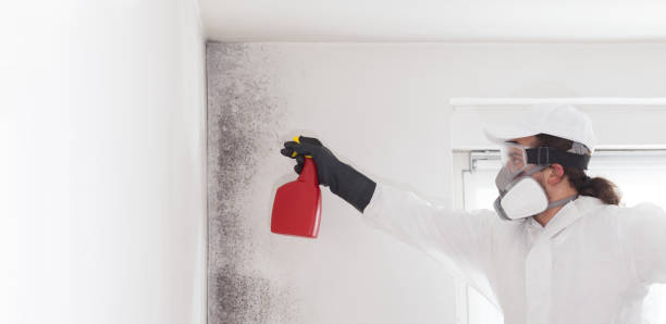 Best Mold Removal Near Me  in Tremont, PA
