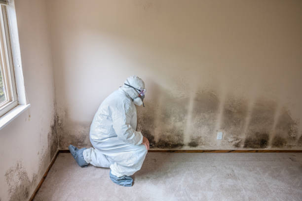 Best Certified Mold Removal  in Tremont, PA