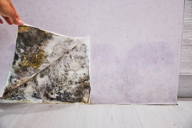 Best Mold Removal Near Me  in Tremont, PA